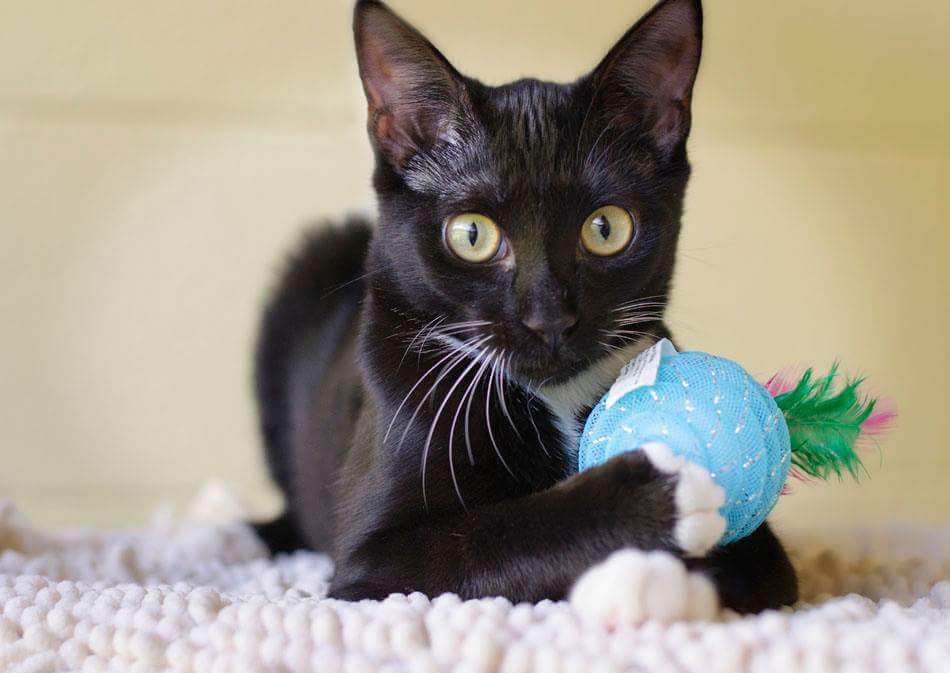 pbhsnaples's tweet photo. MINE. 🐱
#AdoptSISSY #MeowMonday #HumaneSocietyNaples #CatsOfTwitter #AdoptThisCat
📷: Paws & Prints Pet Photography https://t.co/gKrFkygYkb