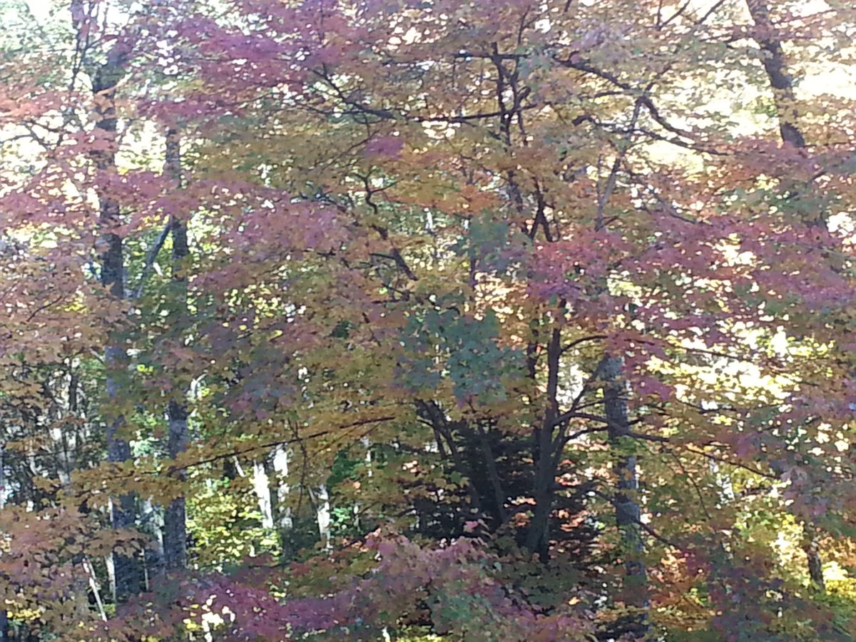 skillint's tweet image. If only the flowers were for me all those years ago.#whatcouldhavebeen #falldays #newbeginnings #dirtyboyzhockey