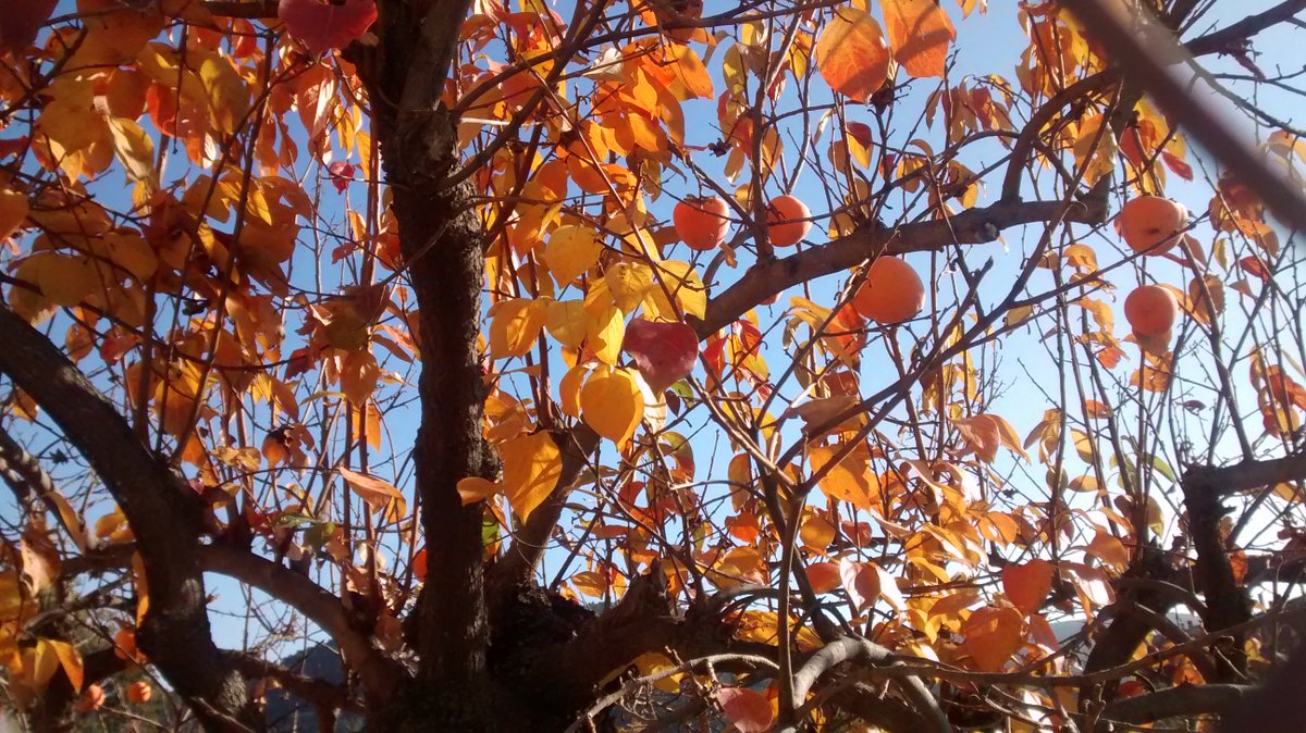 AgriToursCV's tweet photo. Ya volvemos con nuestras #escursiones y comenzamos Otoño con el #caqui y la Toscana Valenciana ¿te vienes el sábado? https://t.co/Wk08dbqdCr https://t.co/DBszTubsCg