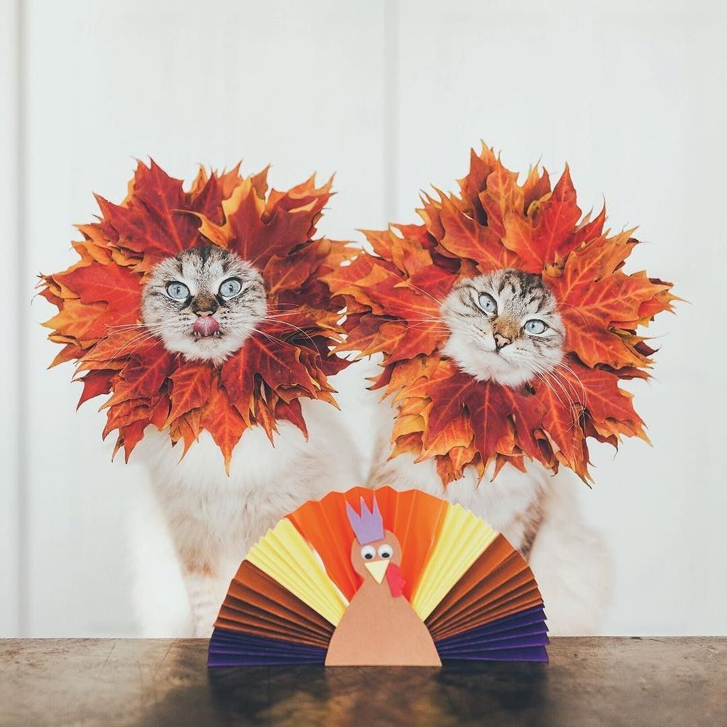 monicasisson's tweet photo. Happy Thanksgiving to all my Canadian followers! ~
#framedfurryfaces #cat #whpseeingdouble… https://t.co/eOZMt4HXUr https://t.co/d24luFGSbo