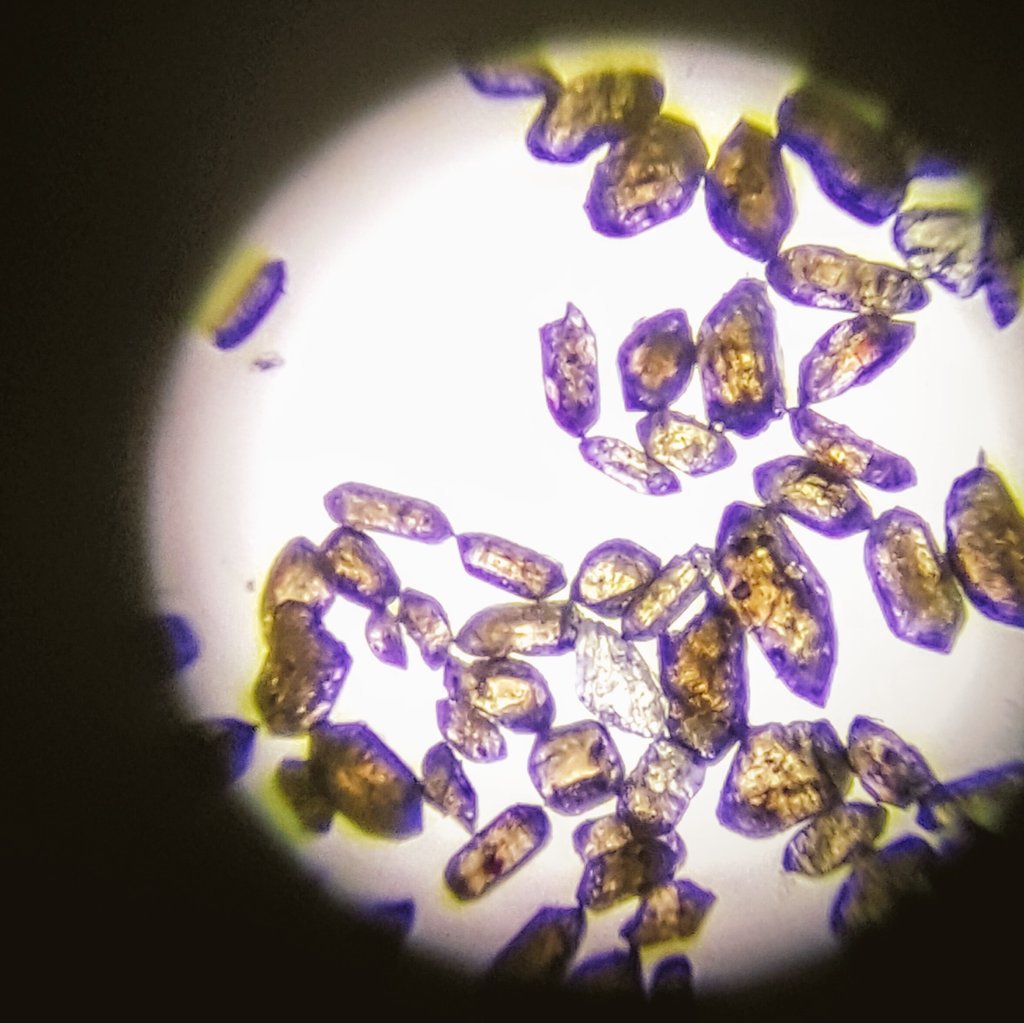 elizafsmith's tweet photo. My view for the next month...Picking #zircon crystals for U-Pb dating sounds cool and sciency, but is actually harmful to mental health! https://t.co/ql48YtCl4X