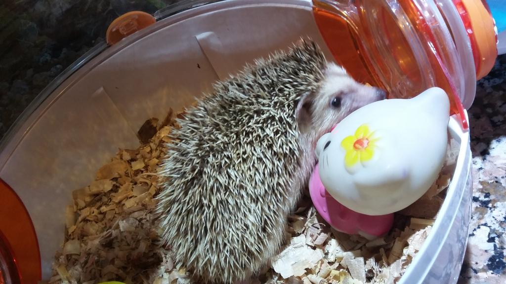 cuke_sarmy's tweet image. Mi nueva amiga y fiel compañera