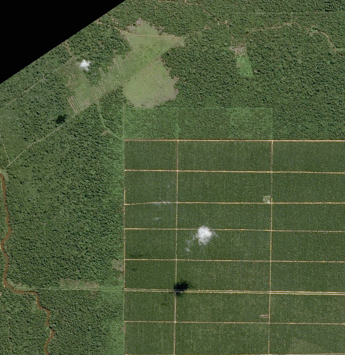 It's landed! <a href="/AirbusDS/">Airbus Defence&Space</a>, SarVision &amp; TFT to help companies with #NoDeforestation #verification bit.ly/2dDGDv9  #VerifyWithStarling