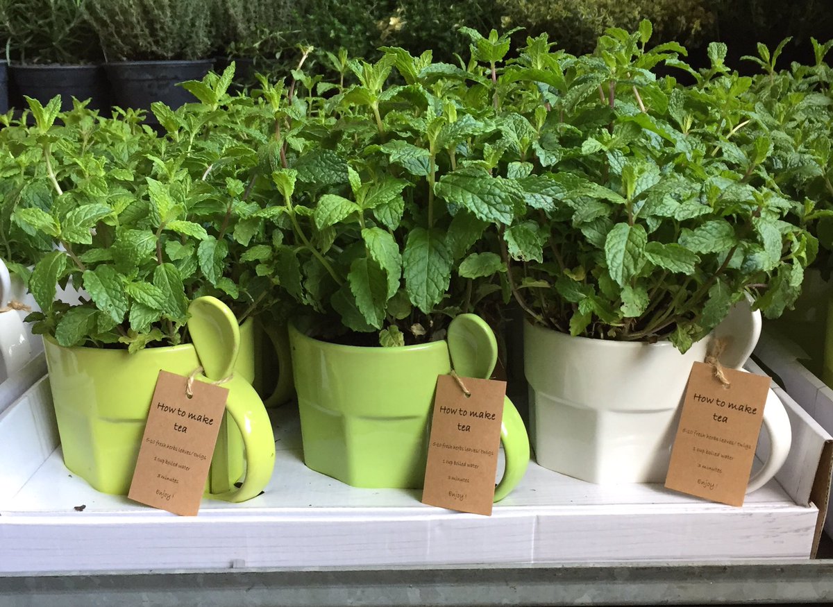 GCollectP's tweet image. Kijk voor het aanbod van Opalbenga op @FH_PlantConnect @FloraXchange