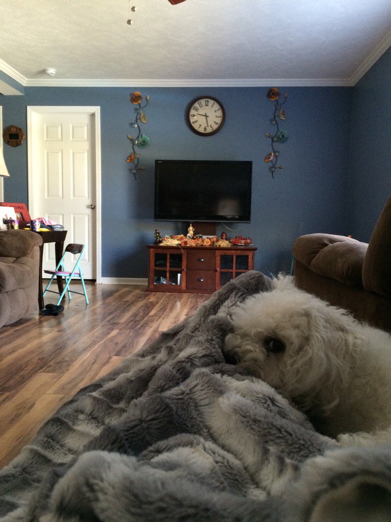 Simms2Madison's tweet photo. Chilling with my dog Sophie https://t.co/GK59BZYdIr