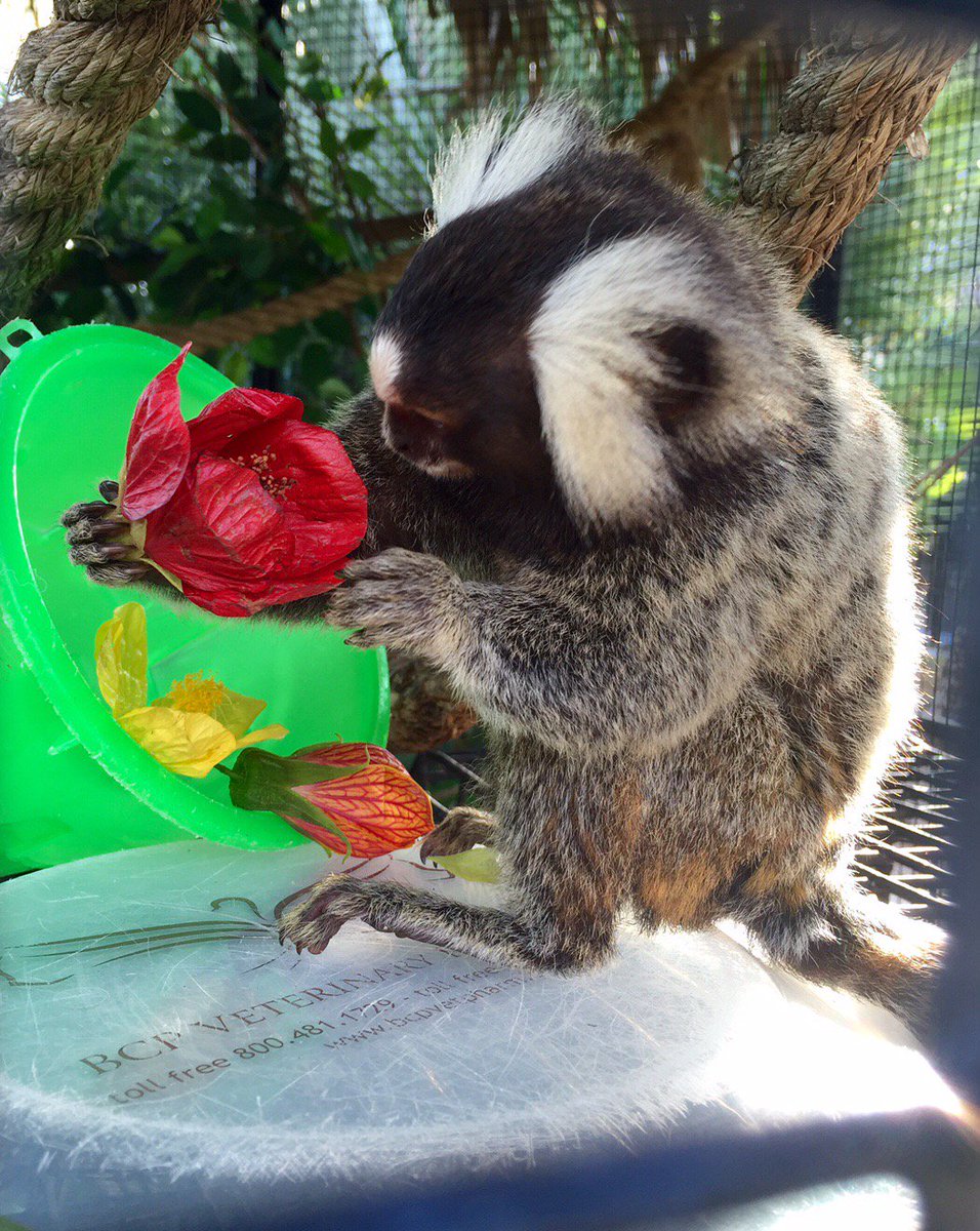 MoodyGardens's tweet photo. Today begins #WorldRainforestAwarenessWeek which allows us to celebrate the home of more than 1/2 the earth's plant/wildlife! #mgRainforest https://t.co/qU9lUlwvBL