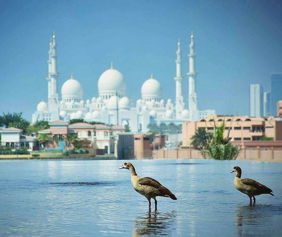 Open your eyes 👀 Indulge your self in pure beauty 😍 #abudhabi #inabudhabi #shiekh_zayed_mosque by… bit.ly/2dRDAjF #inAbuDhabi