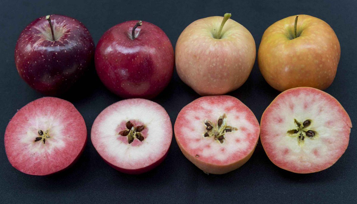 VRural's tweet photo. El proyecto #Ifored presenta tres nuevas variedades de #manzanas de pulpa roja https://t.co/f3vC3XiE2a https://t.co/FhK7c0EXEE