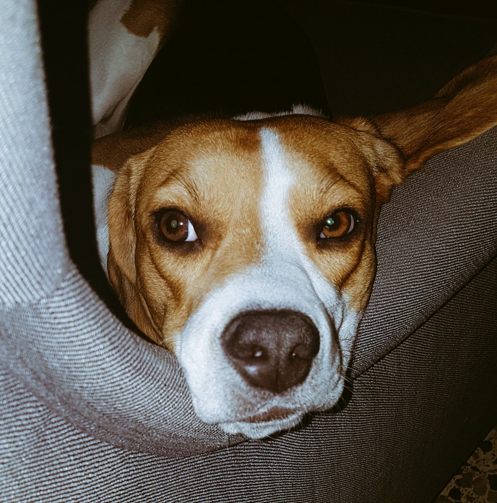 PeMoKiRi's tweet photo. #MeHeDejadoElGasAbierto? #LaDudaPerruna #PerroActor #Hastag @tirado7raul @BonaseraPablo todos listos? https://t.co/DKgtfRzKku