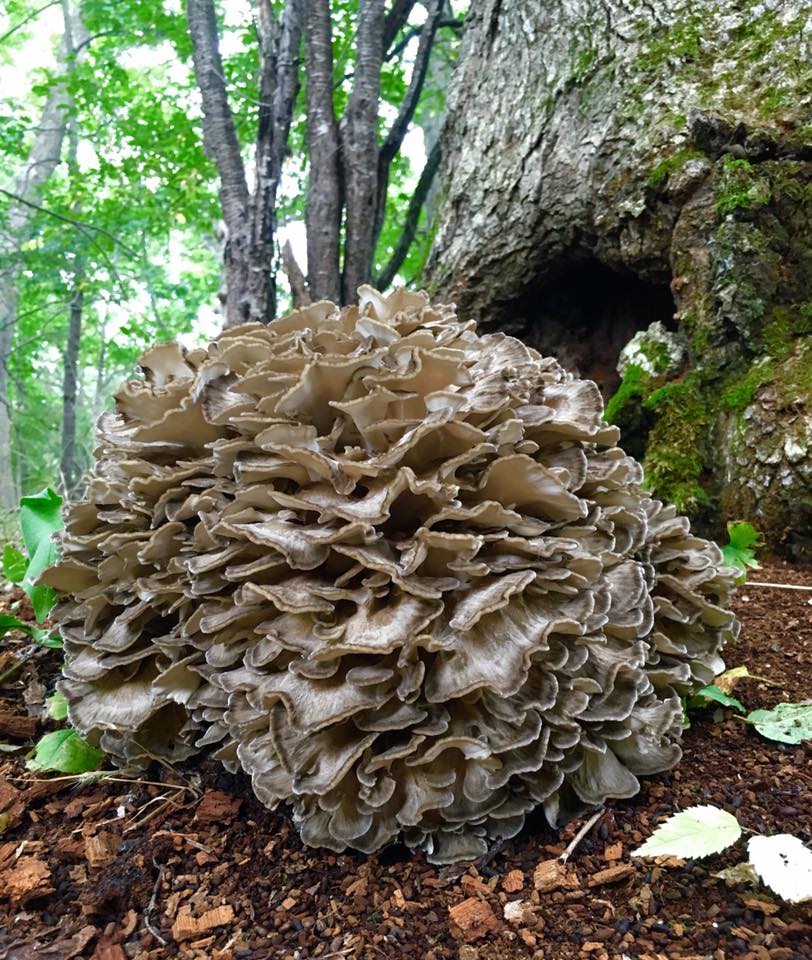 I'm very grateful these ended up in my kitchen thanks to <a href="/reb_fyffe/">Rebecca Fyffe</a>! RE: "Before they became something brilliant in your kitchen..."