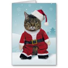 folkestonecatsitter.com Folkestone Cat Sitter is taking bookings for xmas now!