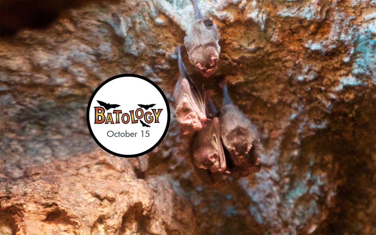 NCZoo's tweet photo. Bring your family &amp; friends, come hang with the bats Oct. 15, discover their good nature &amp; why they are important  https://t.co/65jQke2BDT https://t.co/znF8SGaAdc
