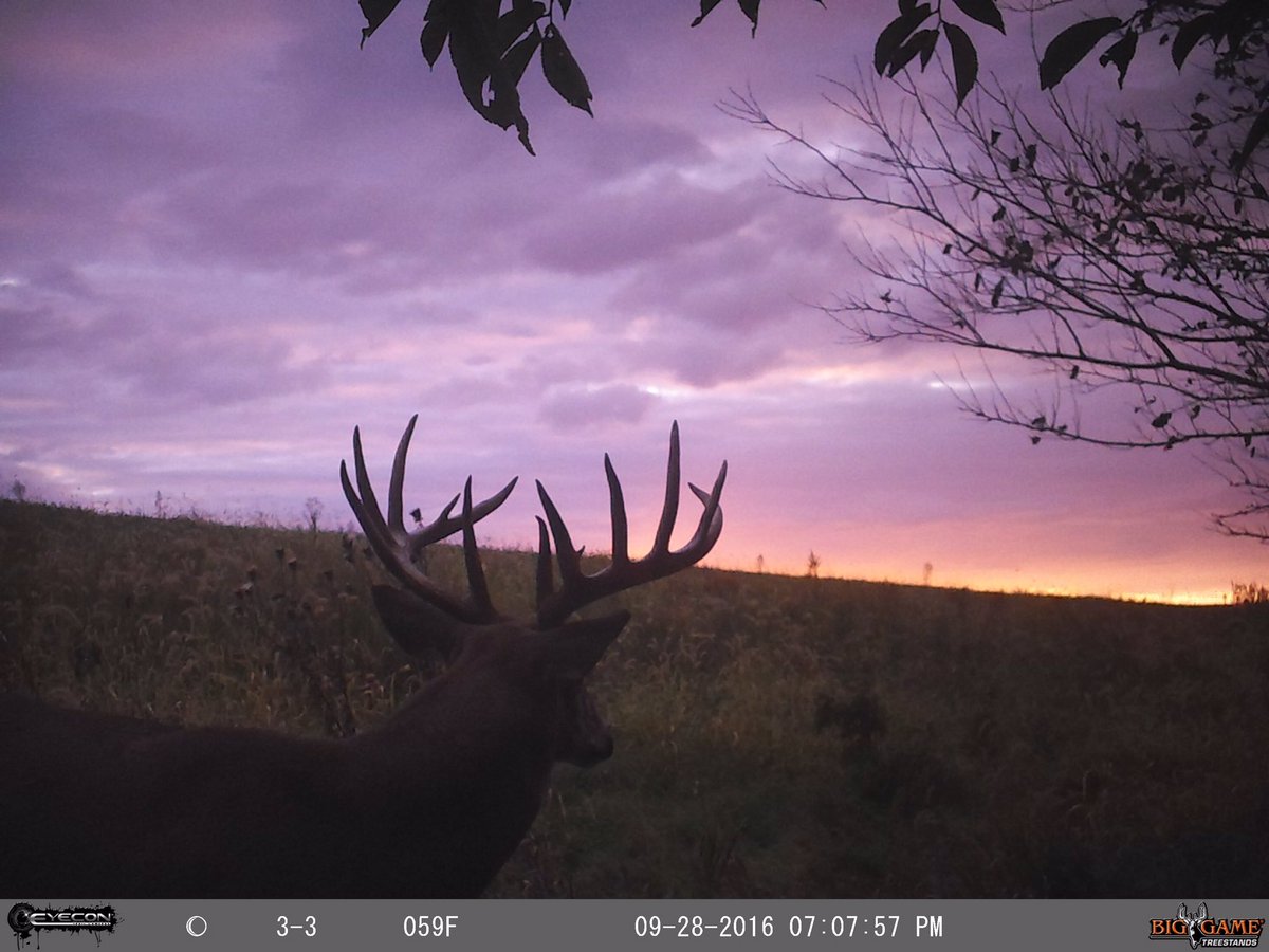 BOWwhitetails's tweet photo. Really excited about both of these bucks https://t.co/bklUXFCYlI