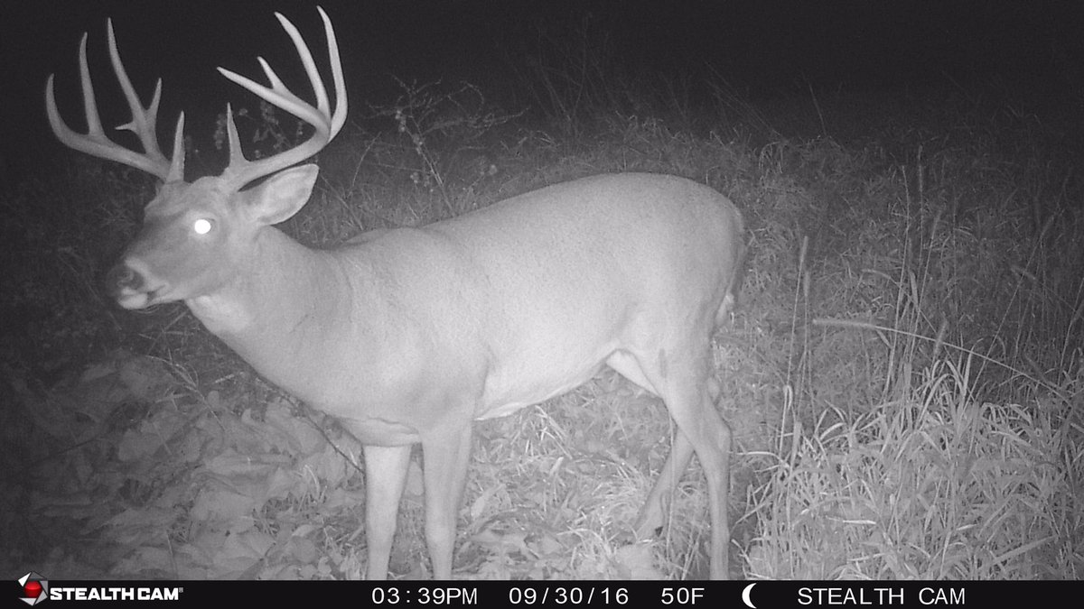 BOWwhitetails's tweet photo. Really excited about both of these bucks https://t.co/bklUXFCYlI