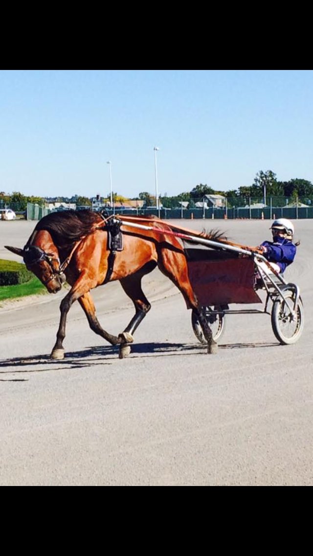 susanneoscarsso's tweet photo. Idag var det en flygande Adolf på Yonkers🚀😘 #explosivedevie #teamoscarsson https://t.co/uz1hCWaQfs