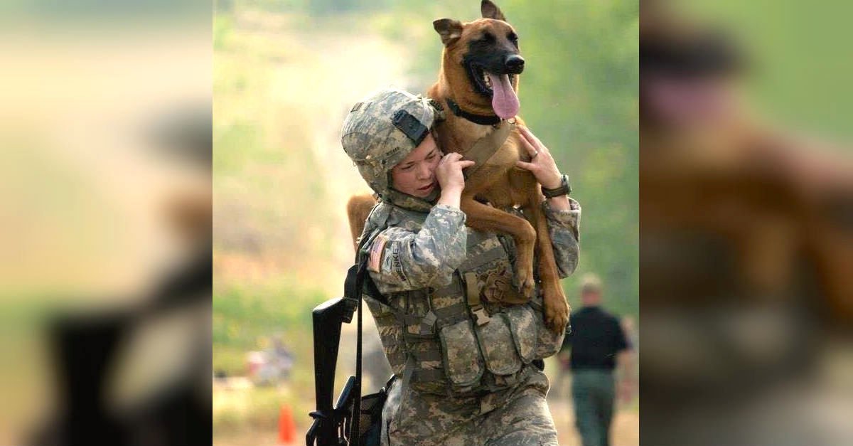 thinkpup's tweet image. 16 Amazing Photos Of Hero #Dogs From America’s Military That Will Touch Your Heart buff.ly/2dnSFXK #militarydogs