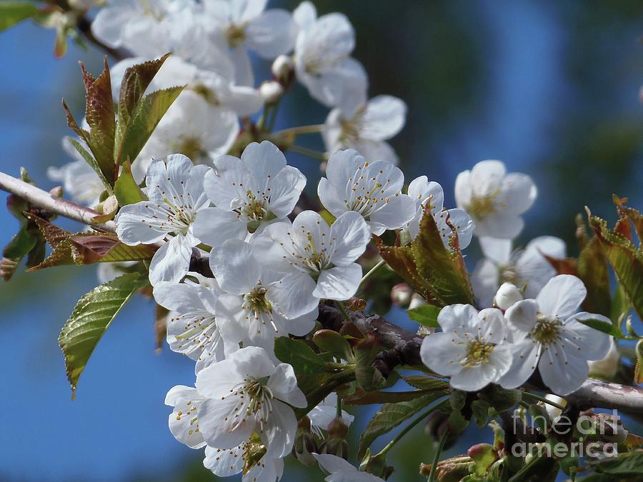 Victork1001's tweet photo. Cherry Blossoms by Victor K https://t.co/F8D0d2Qy7Q #flowering #Cherry #Cherries #Blossoms #flower #fineart #HomeDecor #WallCard #card https://t.co/YGMAPlrUjD