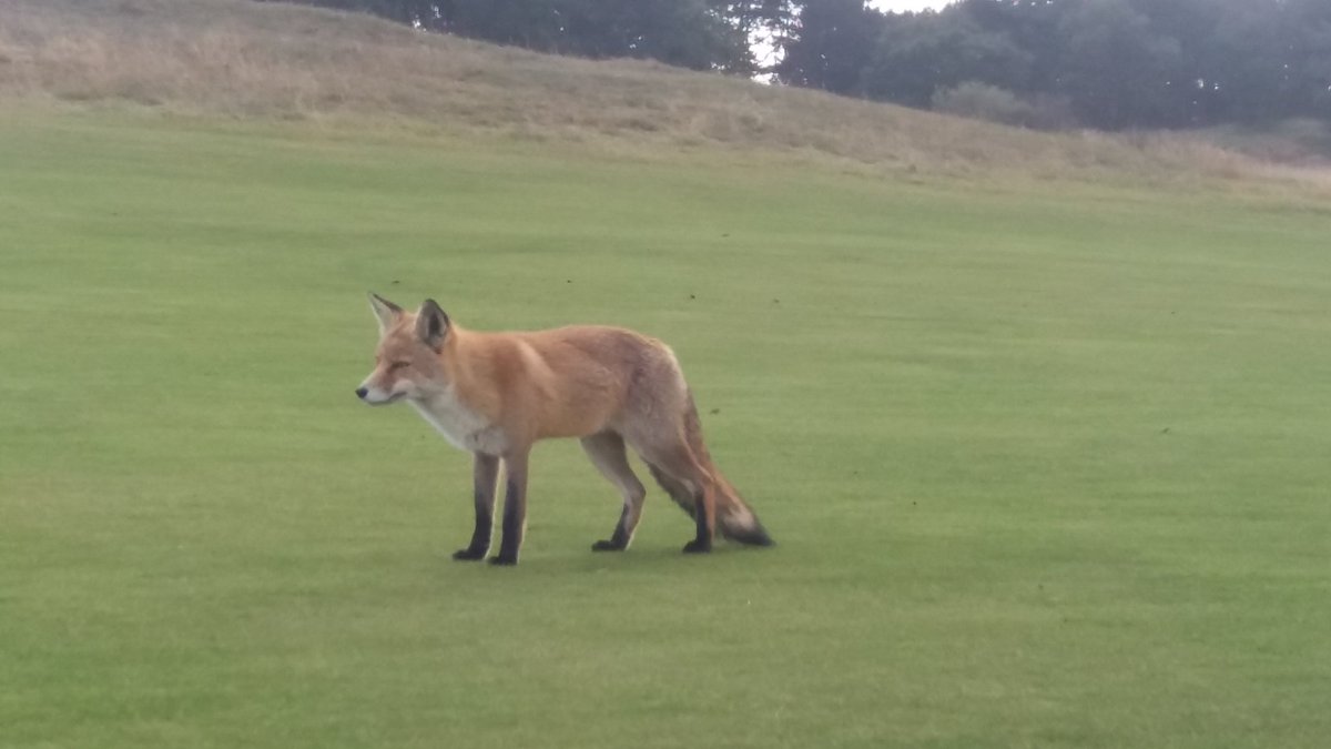 Wat een prachtige <a href="/NGA_Golf/">NGA</a> dag op de #Kennemer in #Zandvoort Top baan!