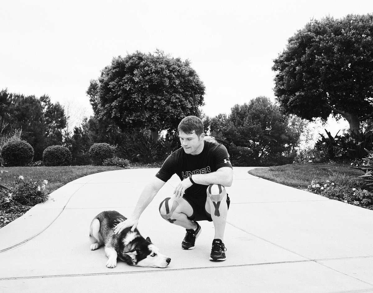 Canelo's tweet photo. Rocky is waiting to get back into training 🐺 https://t.co/fcHog8aeiN