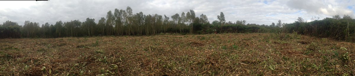 garethElm's tweet photo. Rhody removal continues as part of the scrub removal works by E.L.M.S https://t.co/nMXkftYB7Y