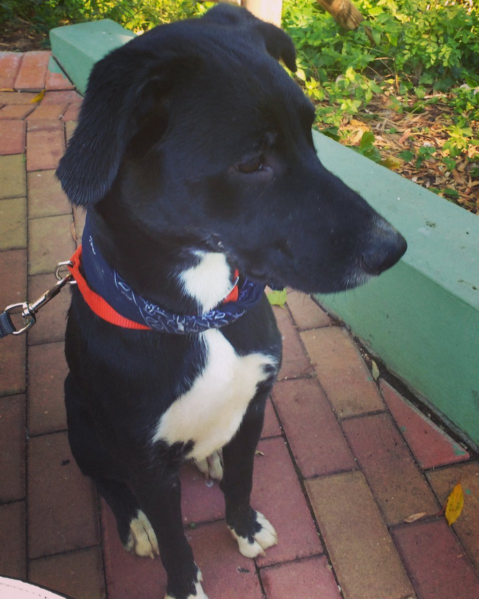 FloraAnnaRose's tweet photo. My girl 😍🐶 #labradorcross https://t.co/tL6zhBusF5