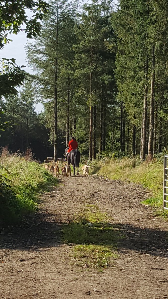 A stroll in #BerryCastlehillfort &amp; the hunt arrives.  Complete with dozens of hounds and a blaring horn. Loved it youtu.be/jQpCxrCVsZU