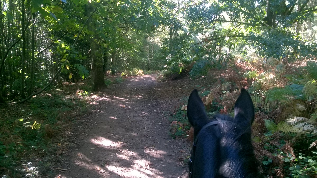 OABDRgang's tweet photo. Beautiful #autumn day for a hack with Wispa #SelleFrancais in the woods on #HydonsBall :-)<3 #betweentheears #horsehour https://t.co/3dZtca0eKe