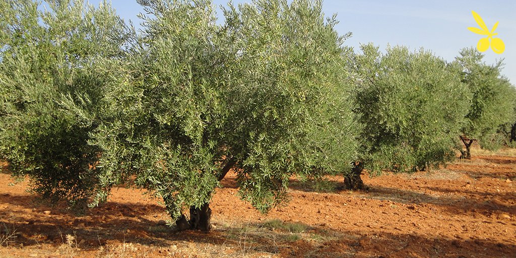 JaitunTelSpain's tweet photo. Guess what ! On average, an olive tree can live between 300 and 600 years.#oliveoilfacts https://t.co/Bjl09DqqjI