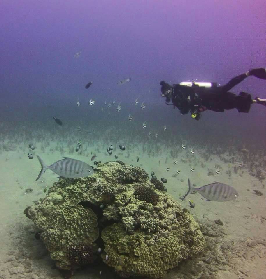 FiveStarScuba's tweet photo. Let us take you on your next dive! 

#fivestarwailea #waileascuba #wailea https://t.co/REgZ3pMDlU