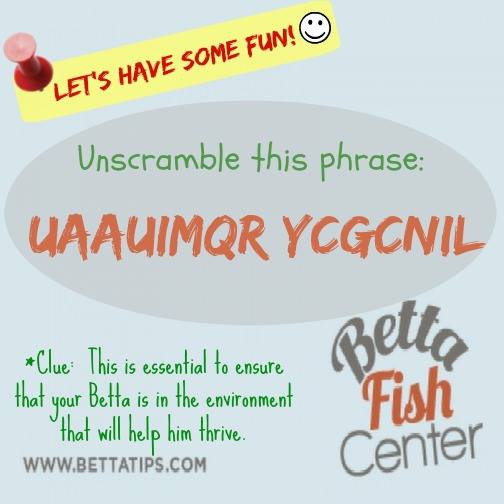 BettaFishCenter's tweet photo. Let's play a game! :)
Can you guess these words?
Oops! Don't write the answer in the comment box. Just retweet if you figure it out. ;) https://t.co/jzdnQ1lJNF