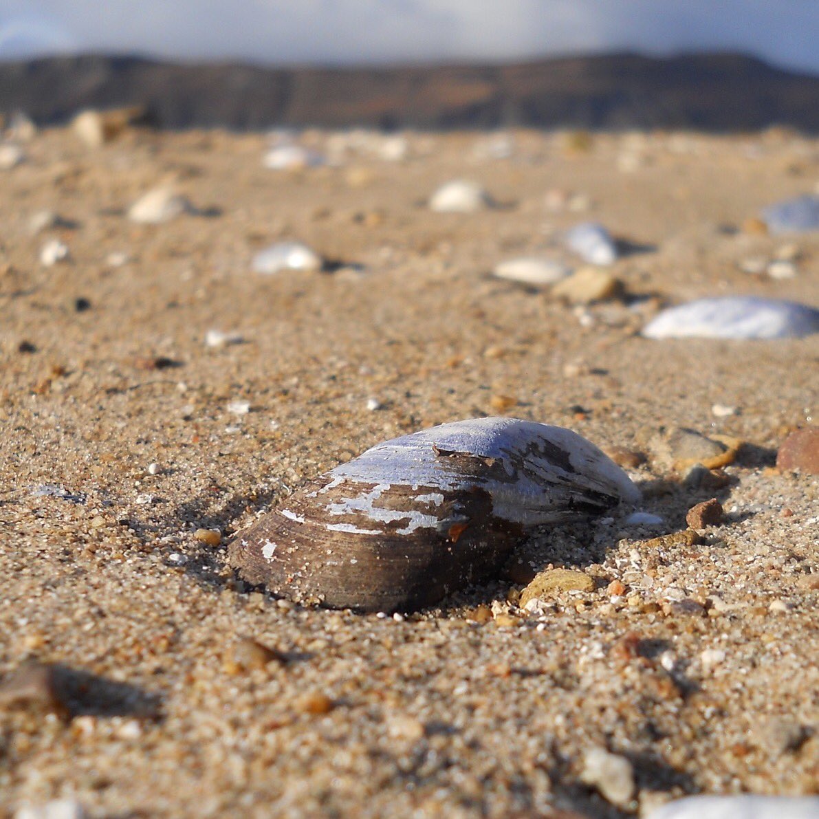 Nab_End's tweet image. Mussel shells in the magic light of a late October afternoon at Ord on the Isle of Skye #magichour #octobermagic #autumnlight