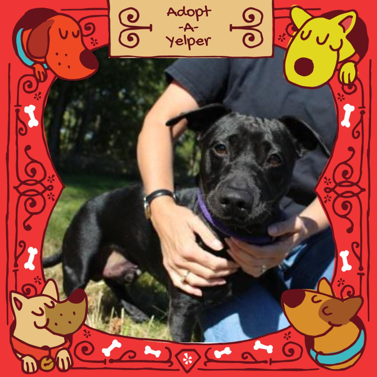 This week's #adoptayelper: Buddy! This cutie is a lab and corgi mix so yea, he's pretty darn sweet. Visit him at the <a href="/ICAnimalCenter/">IC Animal Center</a>!