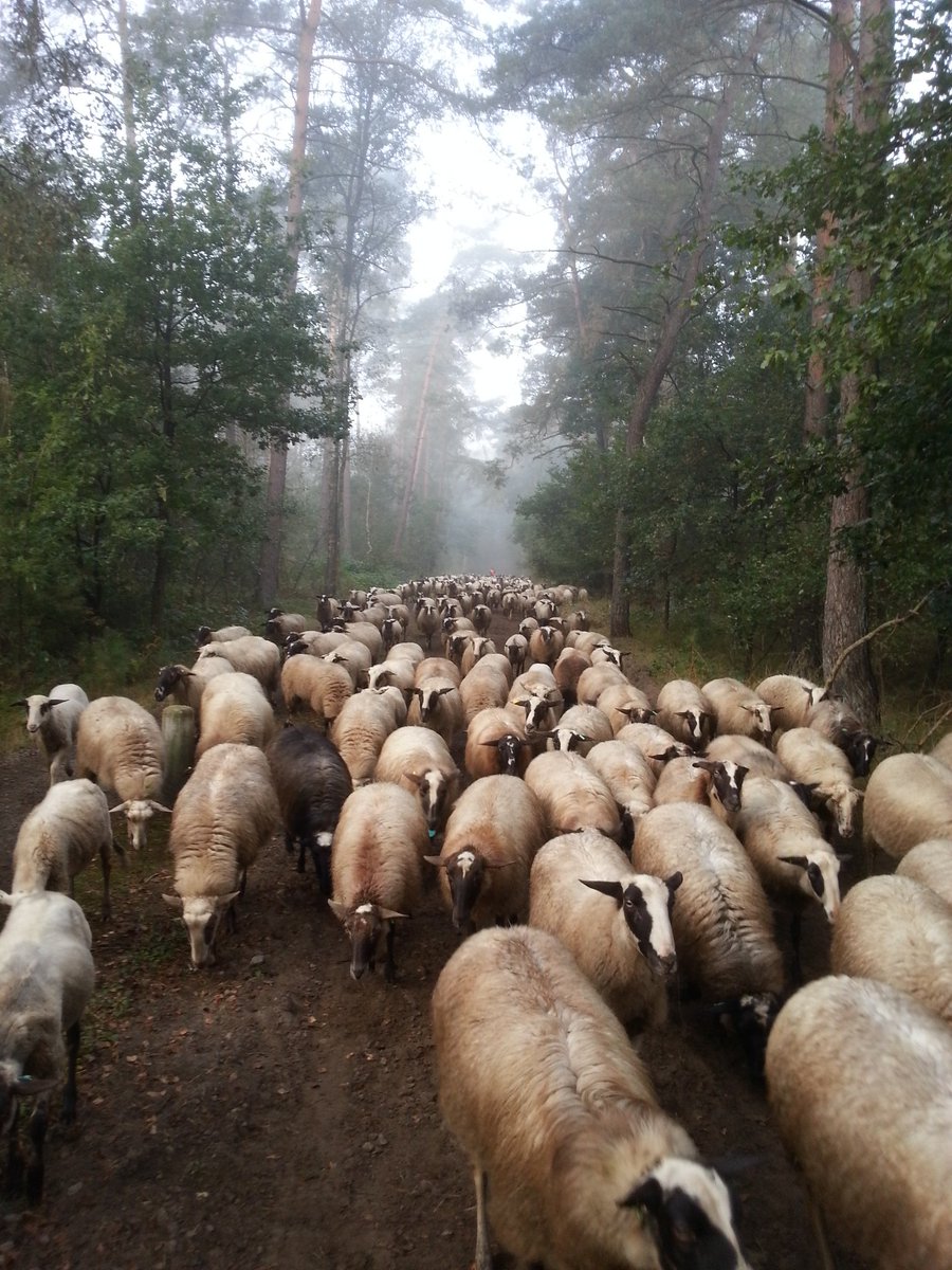 Op naar de kooi vanmorgen. Dieren uitselecteren en dekgroepen maken zodat morgen de rammen erbij kunnen!