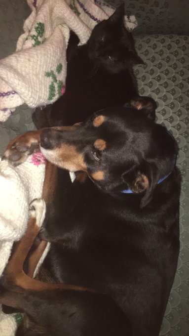 My babes. I don't want to do dishes.... I want to snuggle with them. https://t.co/iWPZoa2xeO<a href="/tag/friday"class="tags"><span>#friday</span></a><a href="/tag/zumba"class="tags"><span>#zumba</span></a><a href="/tag/ladiesworld"class="tags"><span>#ladiesworld</span></a>