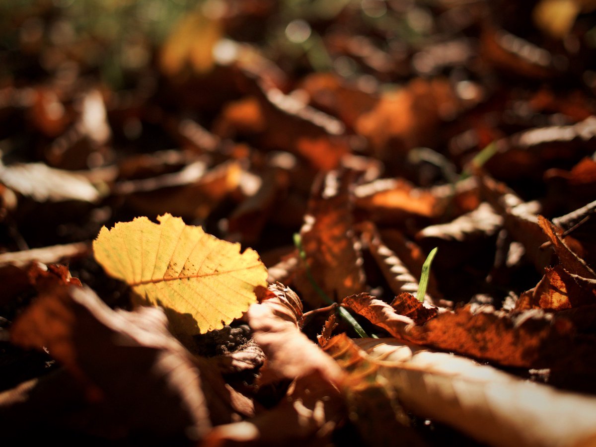 botanythoughts's tweet photo. Come find out why leaves change color and how trees survive the winter! #seasonalscience https://t.co/lJtIKeakwC https://t.co/bKYNbElbY4