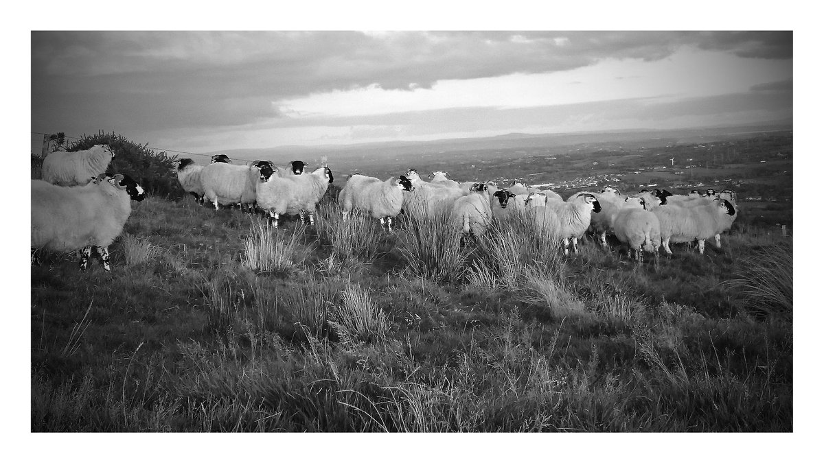 Martin Bradley (@qawsedian) on Twitter photo 