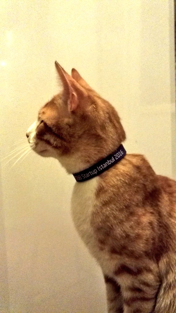LikeHoare's tweet photo. #StartupIstanbul was a great event. Really enjoyed it. Meow 🐾 https://t.co/mre0ADCwWX