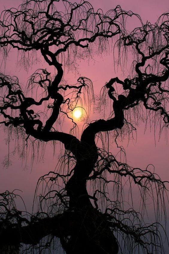 ThriftyTreeInc's tweet photo. Just in Time For Halloween
#PhotoOfTheDay #Halloween #CreepyTree #Tree #ThriftyTreeService https://t.co/Bii7iDSMvO