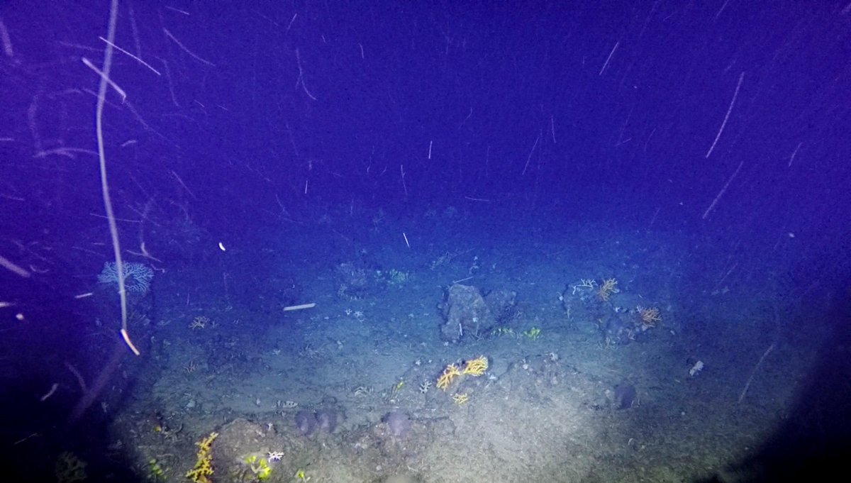 ACEP_ZA's tweet photo. First images from the proposed South West Indian Seamount #MPA at 230m reveal hard grounds with coral assemblages. #deepsecrets https://t.co/yCfCGjkdVV