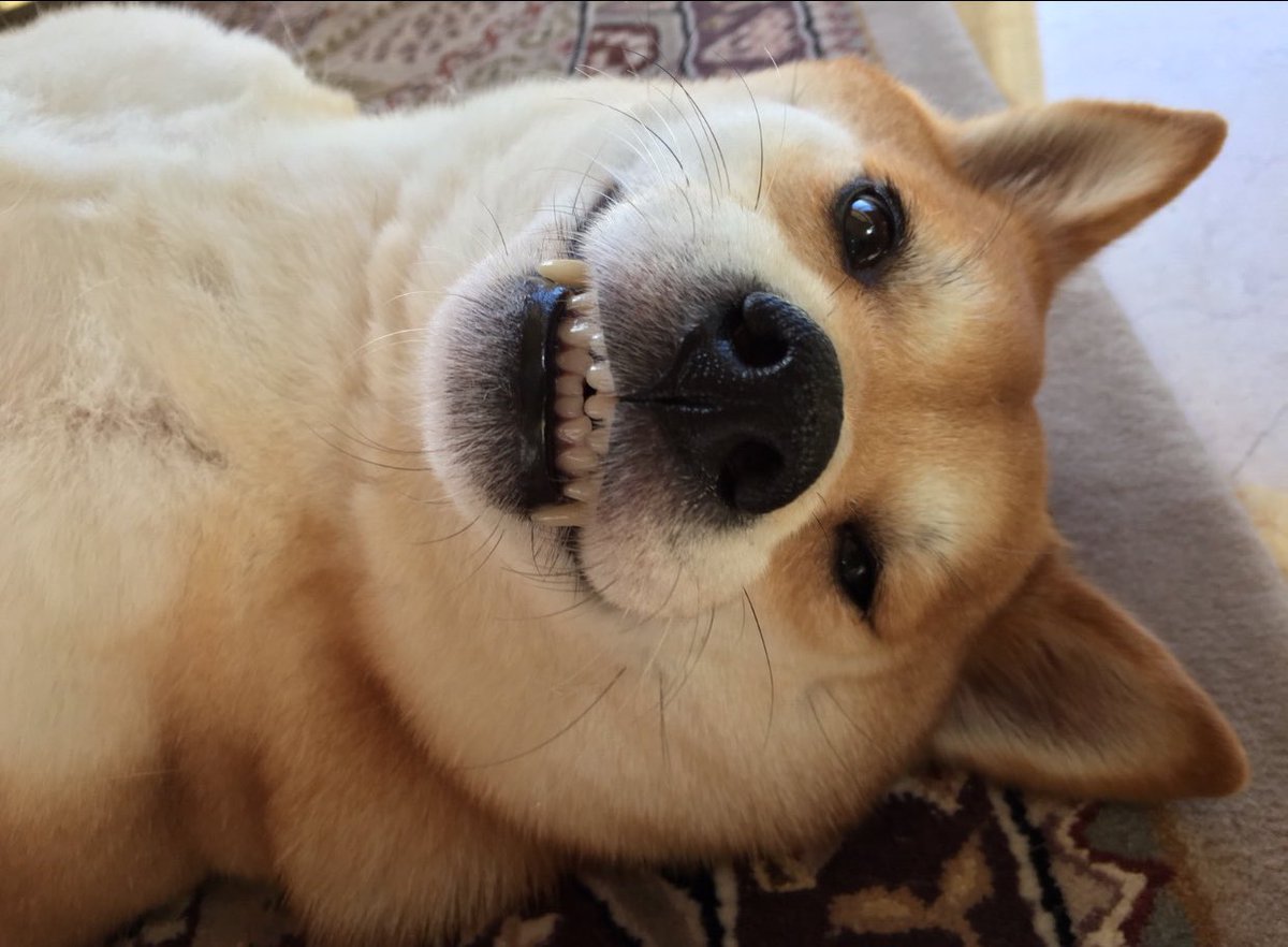 Find your perfect adoptable #pet or search for local pet services!

leashyourself.com/advanced-search

#tech #startup #website #adoption #dogs #cats