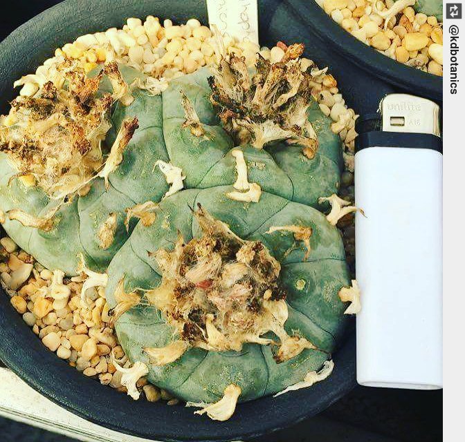 naviyoga's tweet photo. Another of our new #beauties #Lophophora #Decipiens 😍🌵 . #cacti #cactus #cactuslove #navikat https://t.co/QzPnt5CWAI