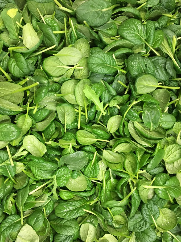 ScarboroughFarm's tweet photo. #ScarboroughFarms #locallygrown Yukina Savoy, Mixed Arugula, Pepper Cress https://t.co/e1r567YWGq