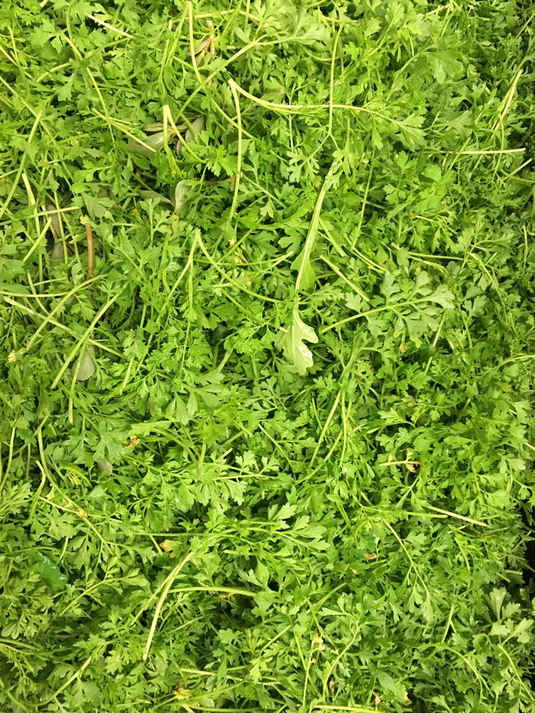 ScarboroughFarm's tweet photo. #ScarboroughFarms #locallygrown Yukina Savoy, Mixed Arugula, Pepper Cress https://t.co/e1r567YWGq