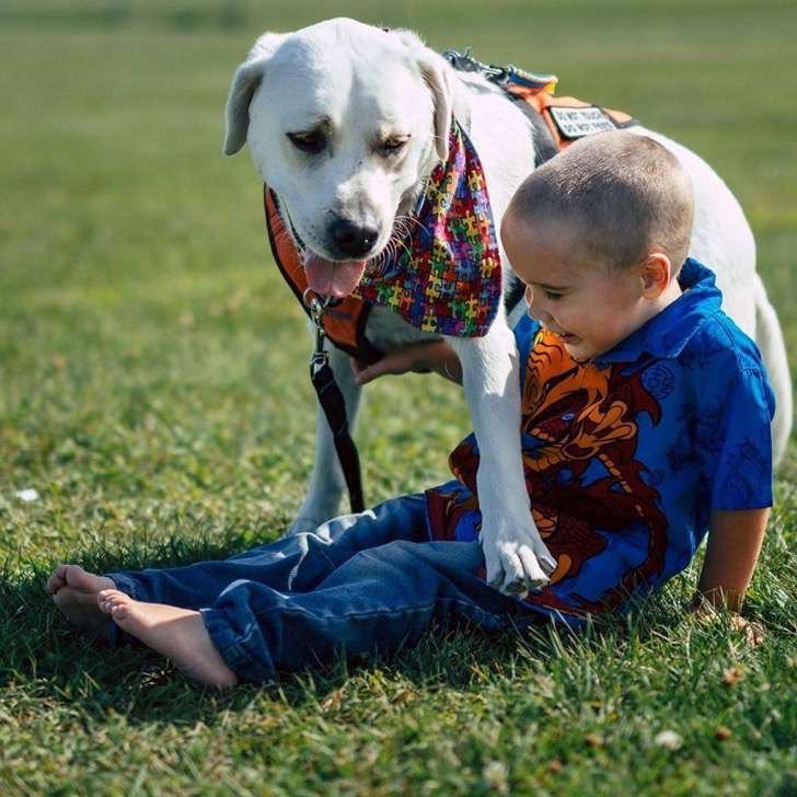 Perro ayuda a un niño con #autismo a que no tenga pesadillas.
ow.ly/o5x13052zGa