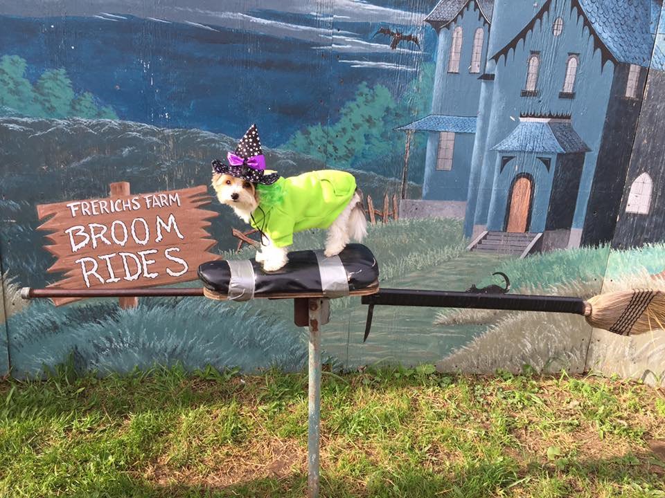 Dream Fetchers tweet media