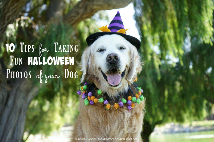 GoldenWoofs's tweet photo. 10 #Tips for Taking Fun #Halloween Photos of your Dog from guest post @JackieKanePhoto https://t.co/AA3JgyasRU #petphotography https://t.co/iQfqE05eDy