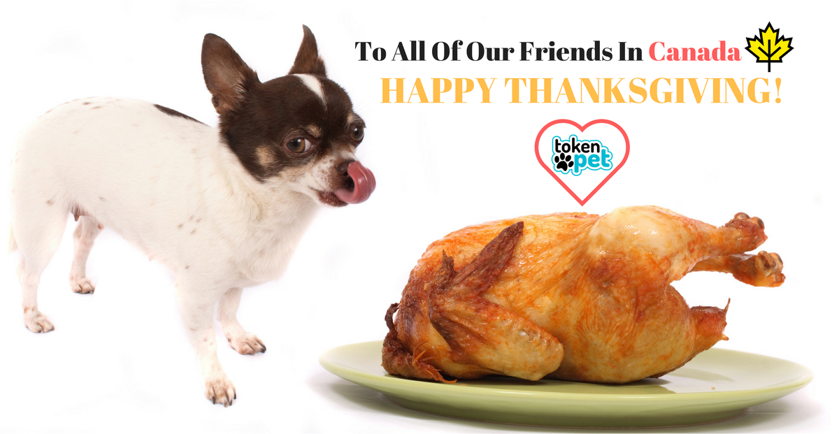To All Of Our Amazing Friends In Canada...Happy Thanksgiving! #thanksgiving #Canada #Friends #TrueNorth #pets #dogs #cats #animals #tokenpet