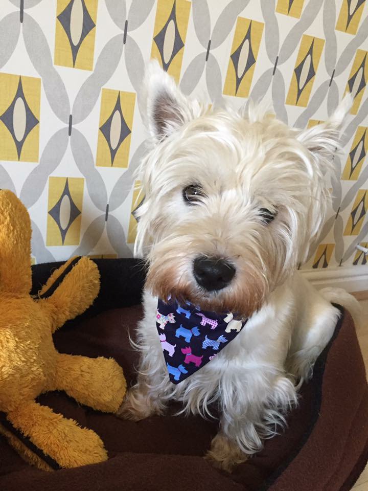 MariElizabethx's tweet photo. Handmade dog/cat bandana's from my Etsy shop
https://t.co/eKkfyeX31I
#pets #gifts #handmade https://t.co/2qvZoGHTXm