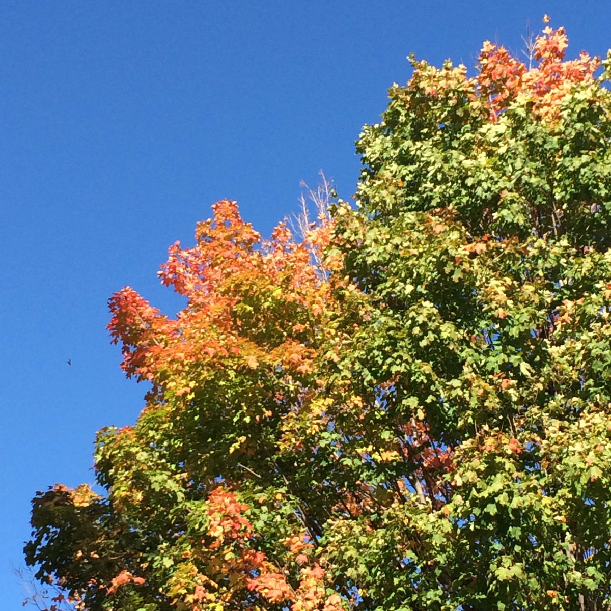 Happy Thanksgiving from the staff at #WilmotOrchards at the Stevens family!