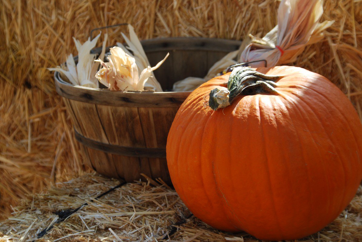 SweatLaw's tweet photo. Check out Pittsburgh Fall Festivals: https://t.co/6AokYWWY3J https://t.co/sZCe5j21AS
